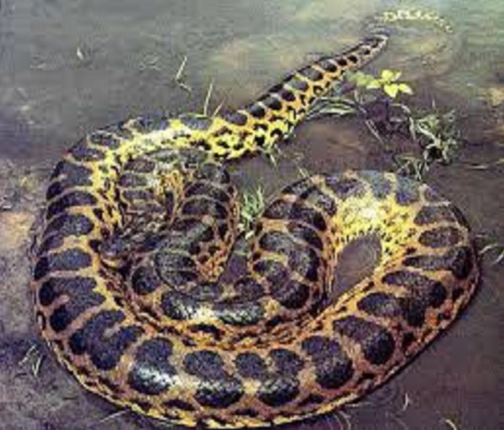 Legends Of The Mysterious Creature