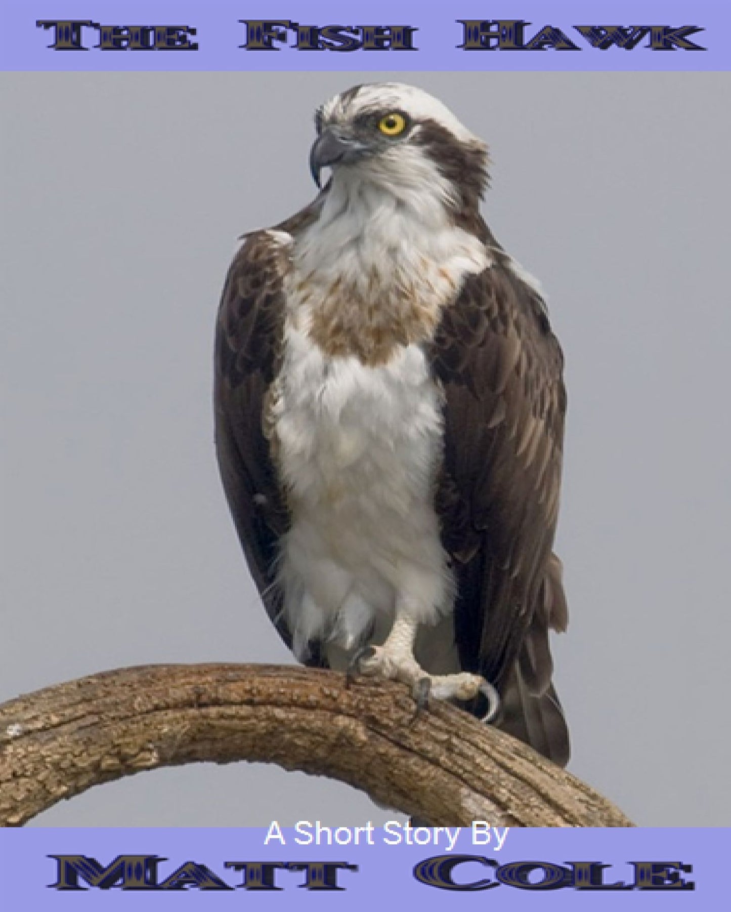 The Fish Hawk