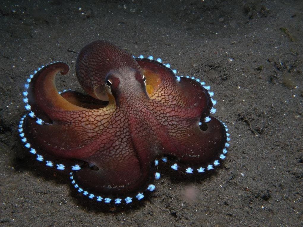 The Octopus's Magical Garden (OMG)