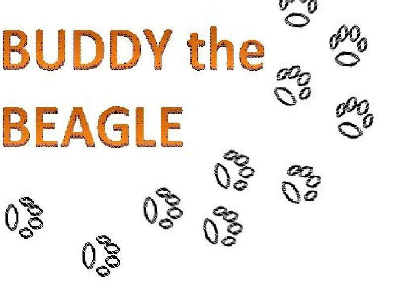 Buddy The Beagle