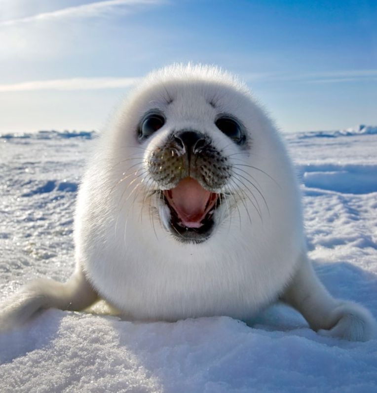 99 Cent Games Search for Sammy the Seal & Friends! A Seek and Find Game ( game, play, online game, gaming jone, play station, paly )