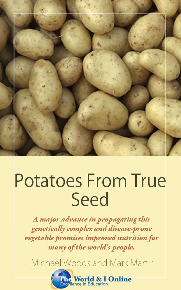 Potatoes From True Seed