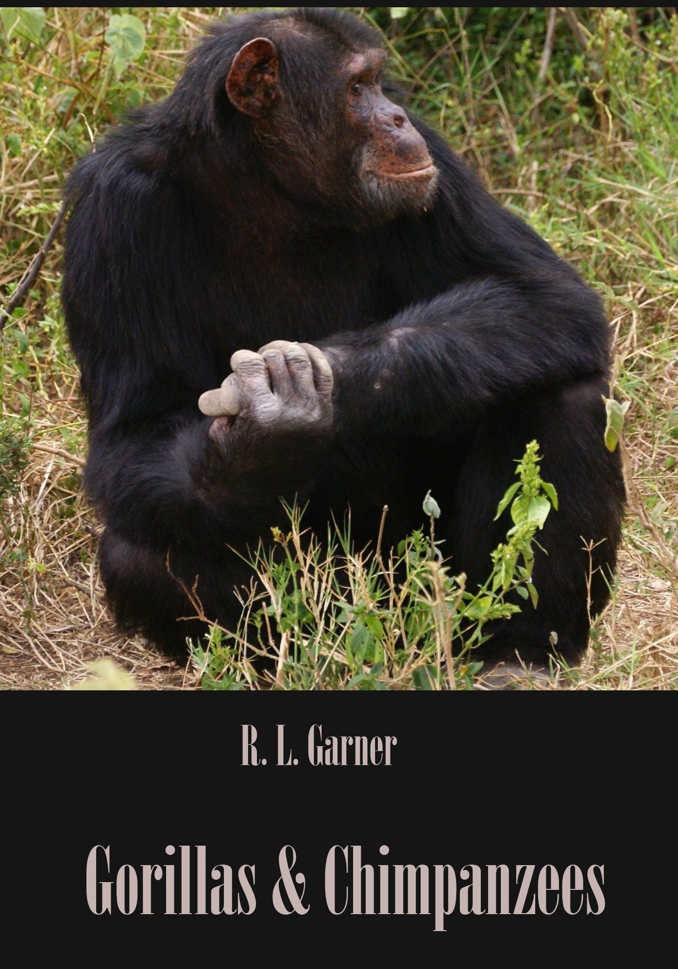 Gorillas & Chimpanzees (Illustrated)