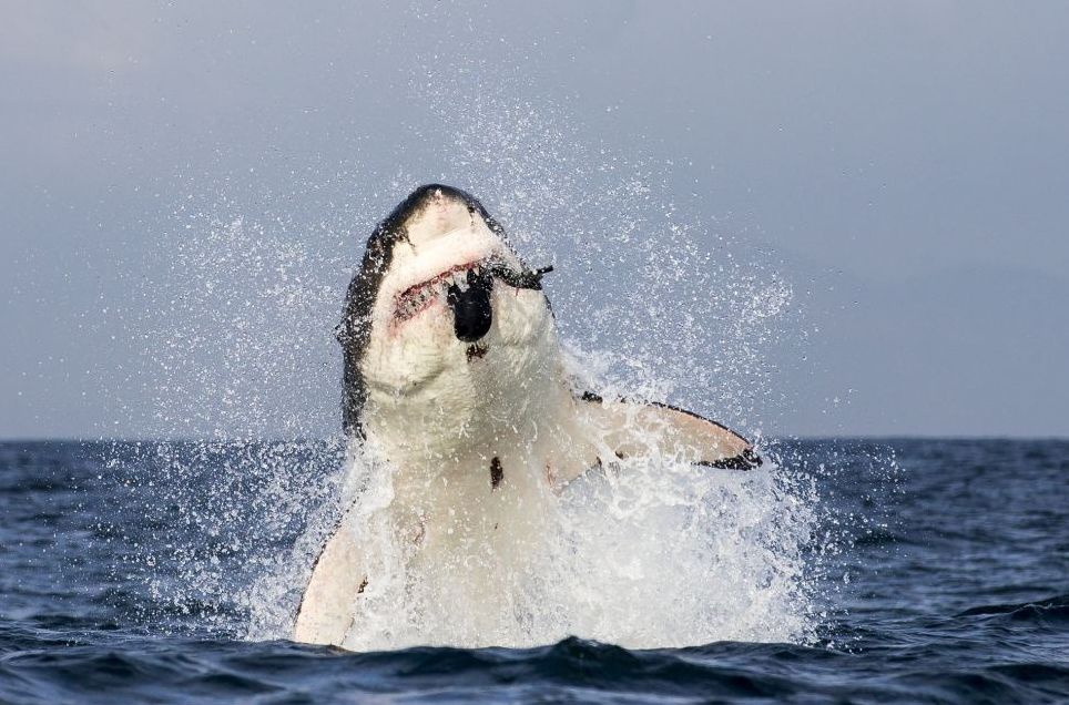 Nature: Great White Attack Photo Book ( spiders , tarantula , sea, creature, sea world, underwater world, horse, wild, forest, beast, animals, elephant, photo, fish, wildlife, ocean, shark, octopus )