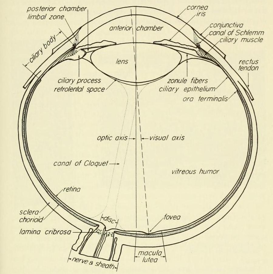 The vertebrate eye and its adaptive radiation