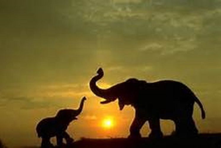 Animal Books: Amazing Elephants Photography ( nature children, amazing animals, cutest animals, cute animals, kittens, puppies, baby animals, wild, forest, beast, animals, animal books, animal picture books, kids books )