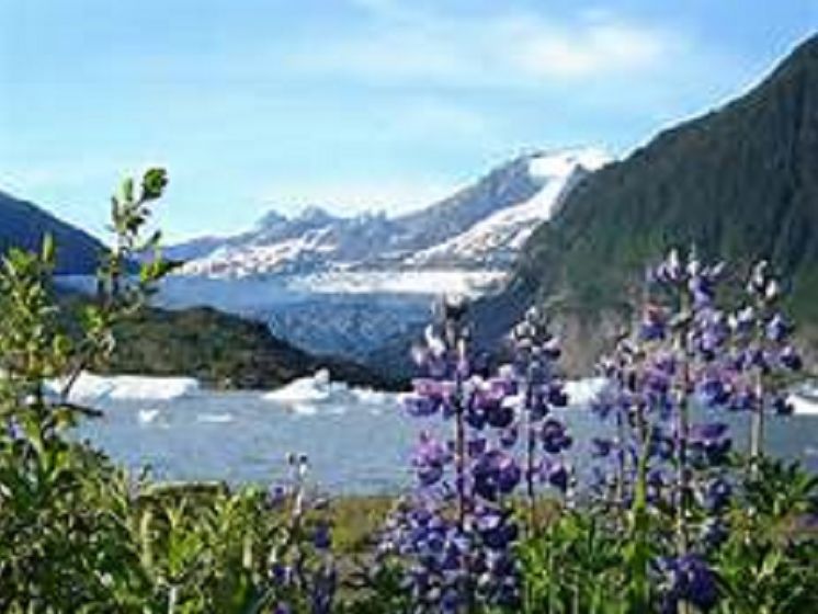 Best of Alaska in Bloom for Mom (Photos, flowers, blooms , nature, environment )
