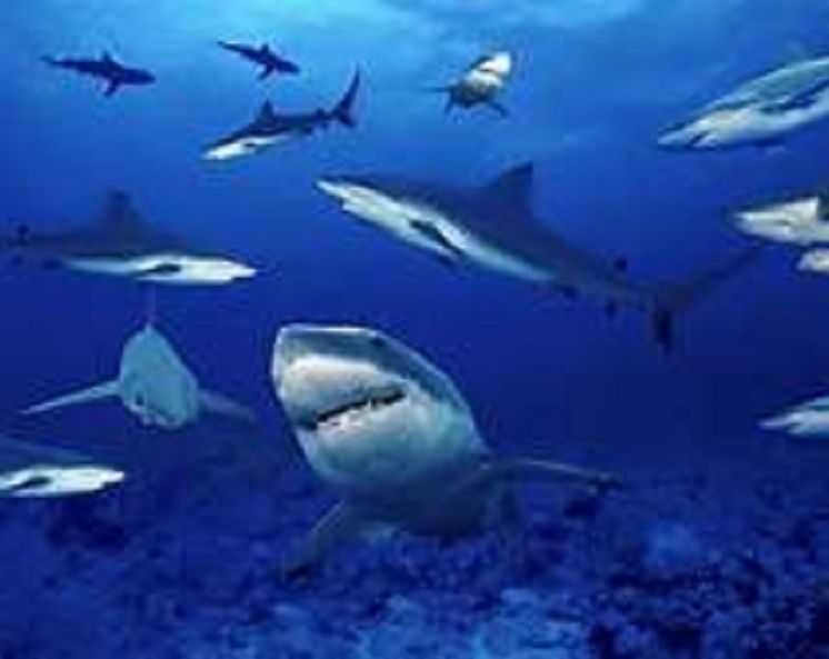 Animal Books: Amazing Sea Creatures Photography ( sea, creature, sea world, underwater world, horse, wild, forest, beast, animals, elephant, photo, fish, wildlife, ocean, shark, octopus )