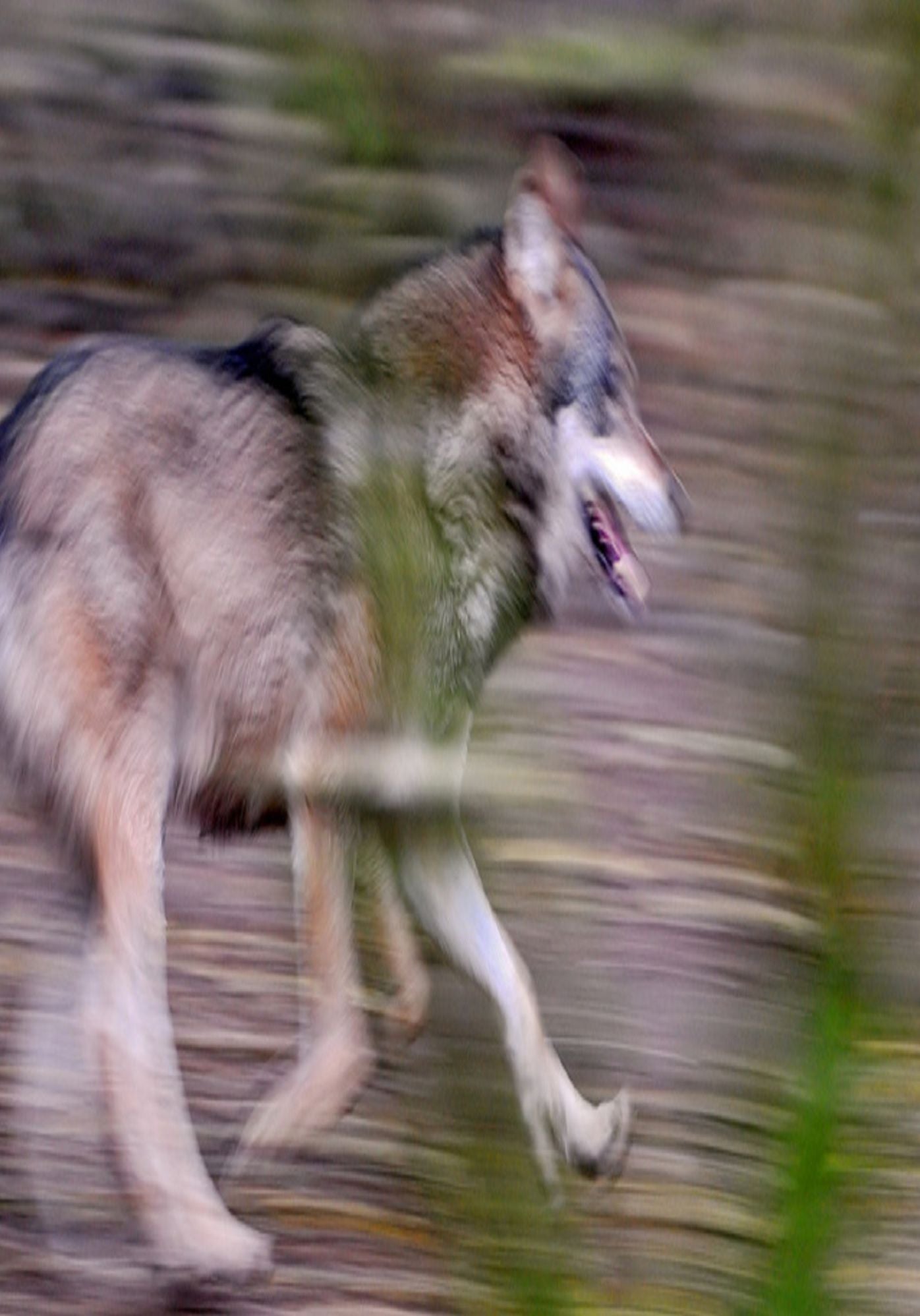 Animal Books: "A Dark Wolves Photography and Art Book" ( spiders , tarantula , sea, creature, sea world, underwater world, horse, wild, forest, beast, animals, elephant, photo, fish, wildlife, ocean, shark, octopus )