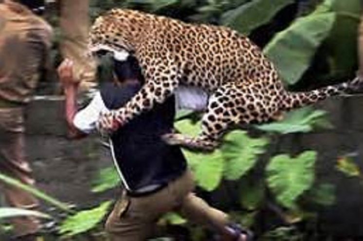 Best of Animal Attacks! Photography Book ( spiders , tarantula , sea, creature, sea world, underwater world, horse, wild, forest, beast, animals, elephant, photo, fish, wildlife, ocean, shark, octopus )