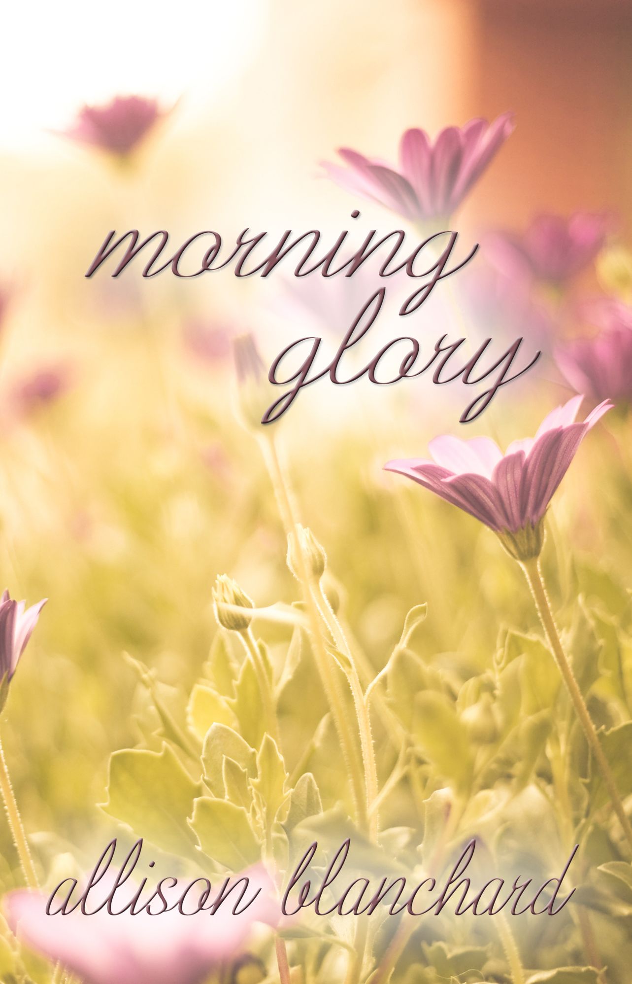Morning Glory