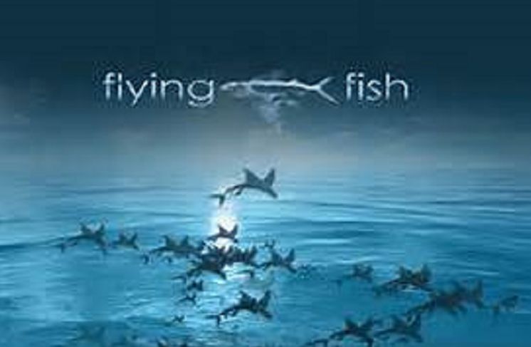Amazing Flying Fish ( cloud, color, nature, environment, river, fish, landscape )