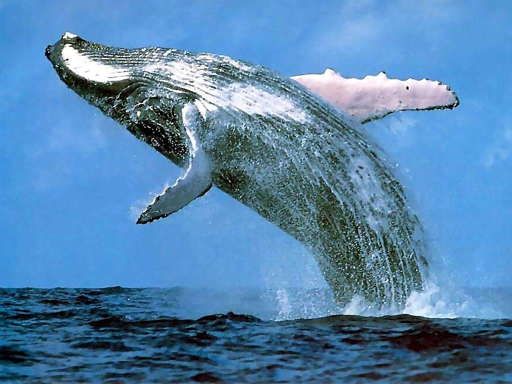 Best Edition Save the Whales Photography ( marine, maritime, nautical, naval, sea, aquatic, oceanic )