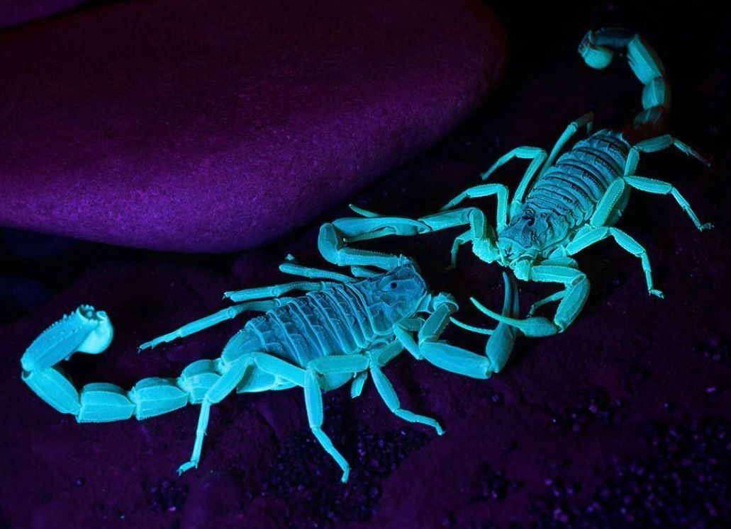 Nature: Scorpions Friend or Foe? ( spiders , tarantula , sea, creature, sea world, underwater world, horse, wild, forest, beast, animals, elephant, photo, fish, wildlife, ocean, shark, octopus )