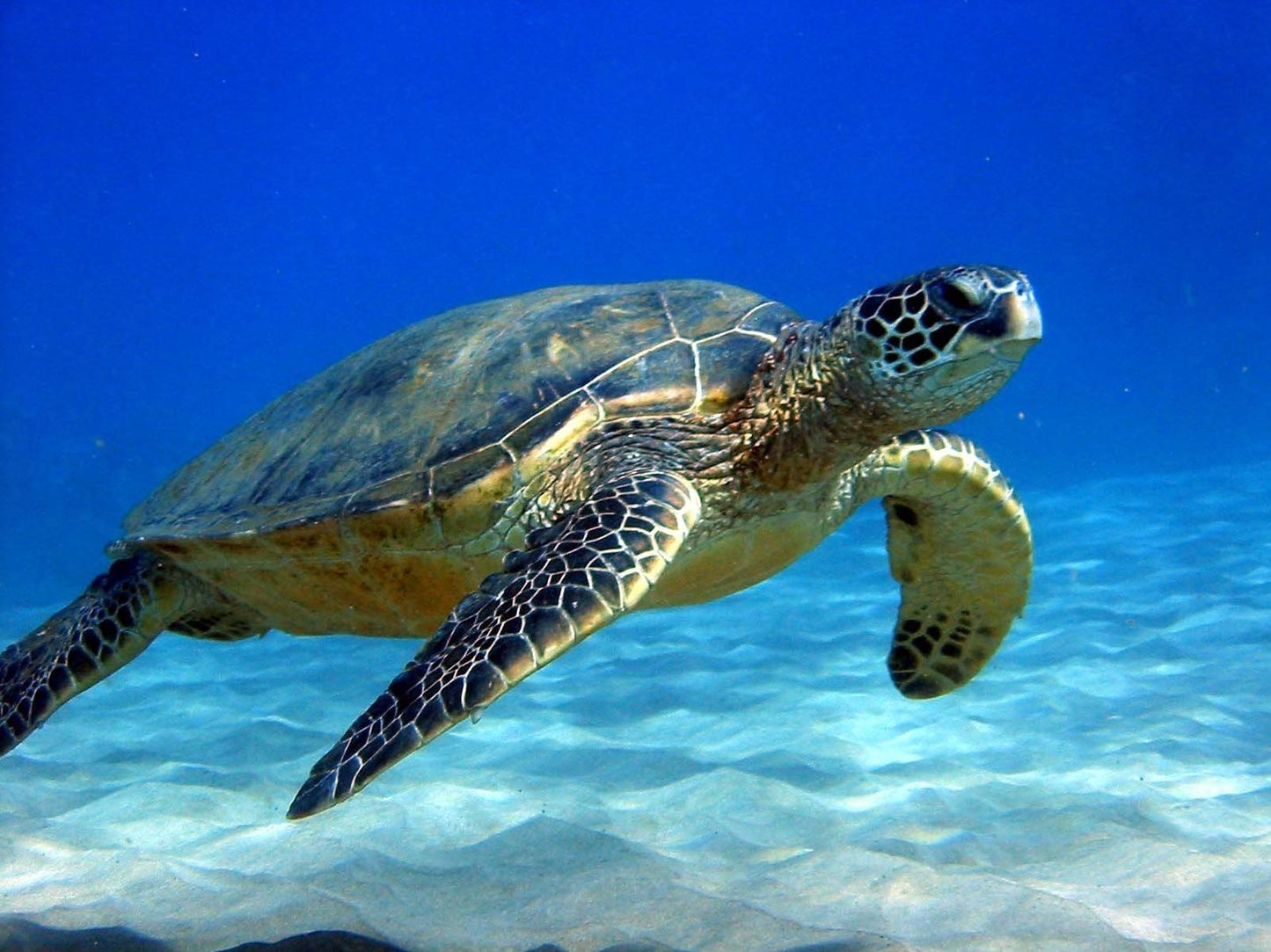 Best Edition See Sea Turtle Survival! ( marine, maritime, nautical, naval, sea, aquatic, oceanic )