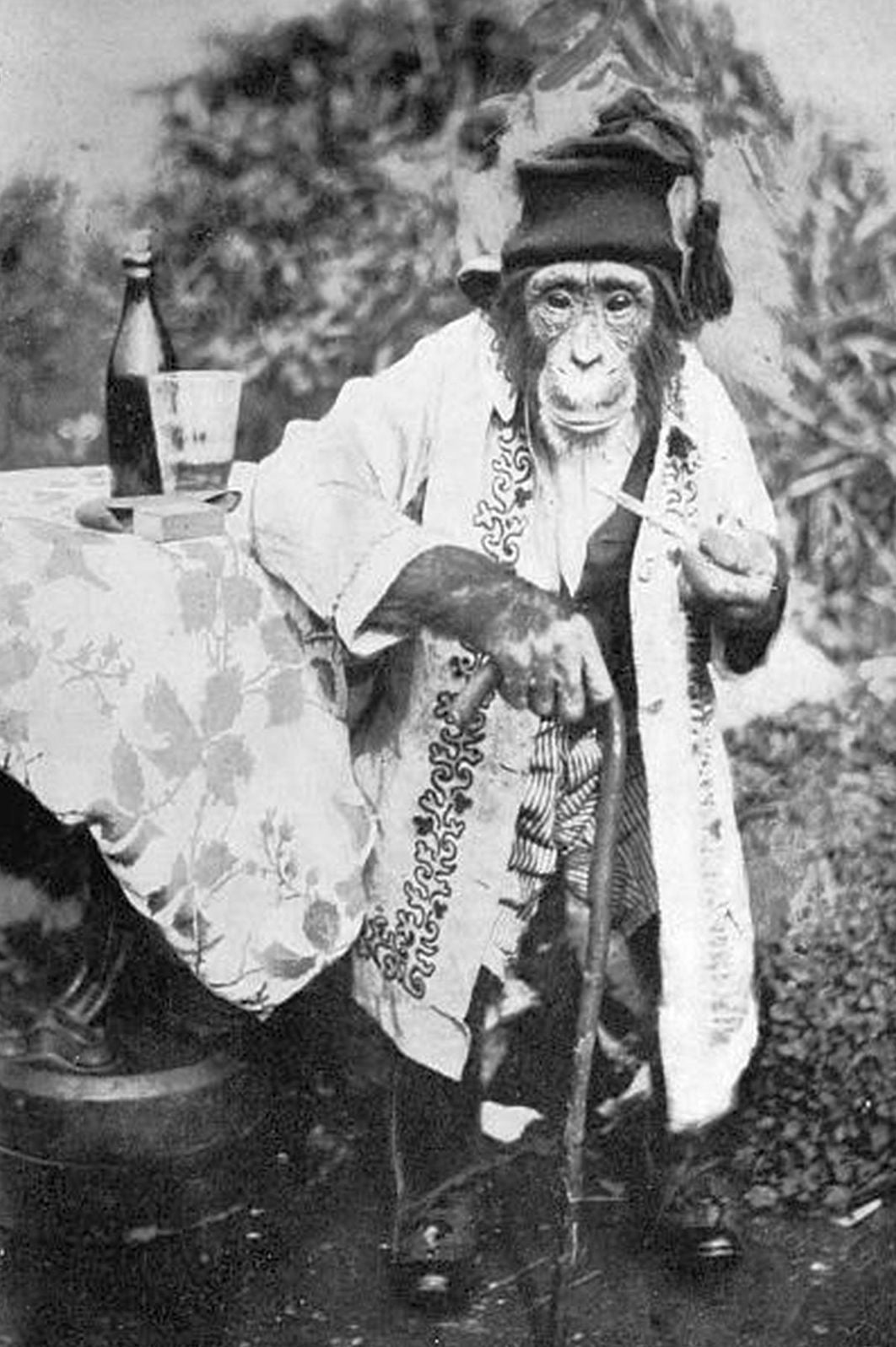 Gorillas & Chimpanzees by R. L. Garner