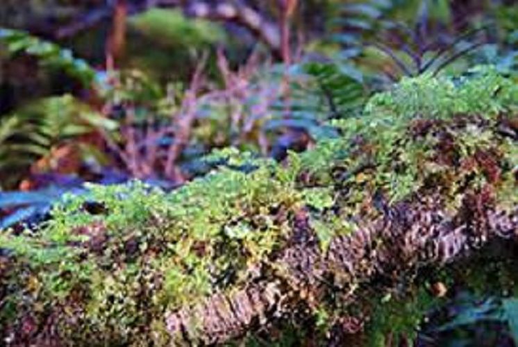 History: Best Seller Mosses from an Old Manse and other stories ( adventure, fantasy, romantic, action, fiction, humorous, historical, romantic, thriller, crime, journey, battle, war, love, history, amazing, Greeks, Trogan war )