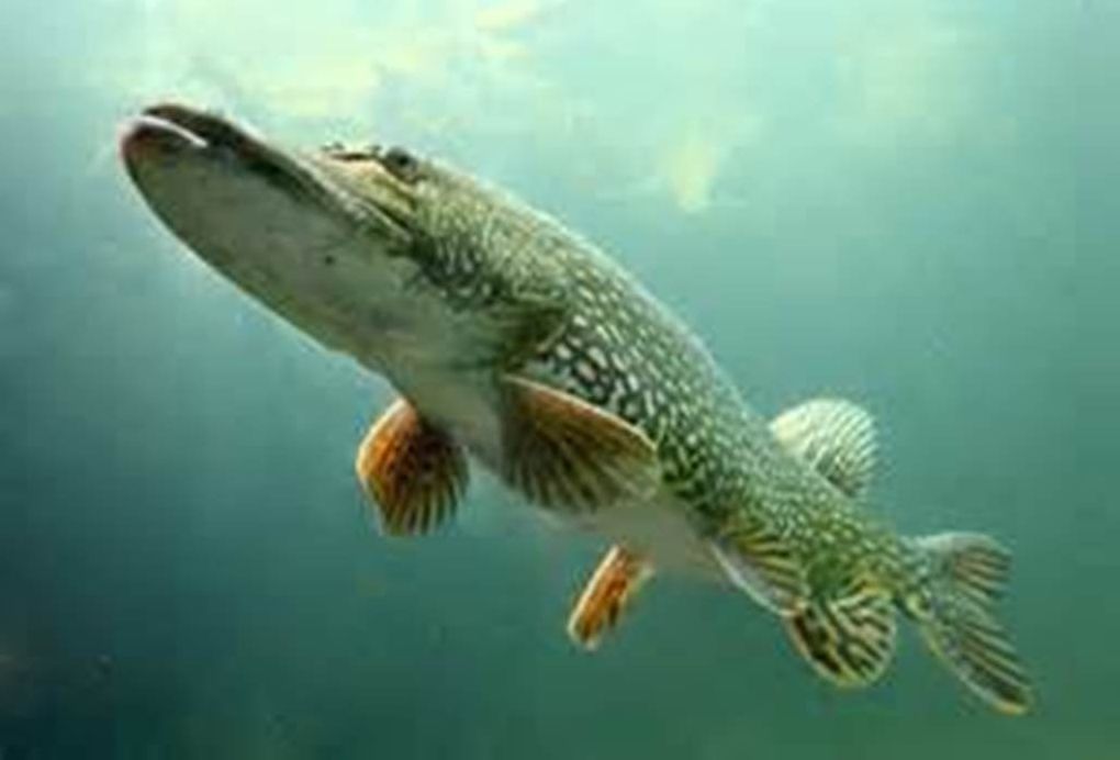Best Seller Northern Pike ( marine, maritime, nautical, naval, sea, aquatic, oceanic )