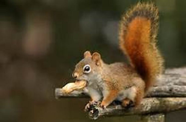 Fiction & Literature: Best Sellers "A Squirrel Knight and the Red Troll King" ( adventure, fantasy, romantic, action, adventure, fiction, humorous, historical, romantic, thriller, crime, journey, battle, war, science fiction, amazing, Greeks )