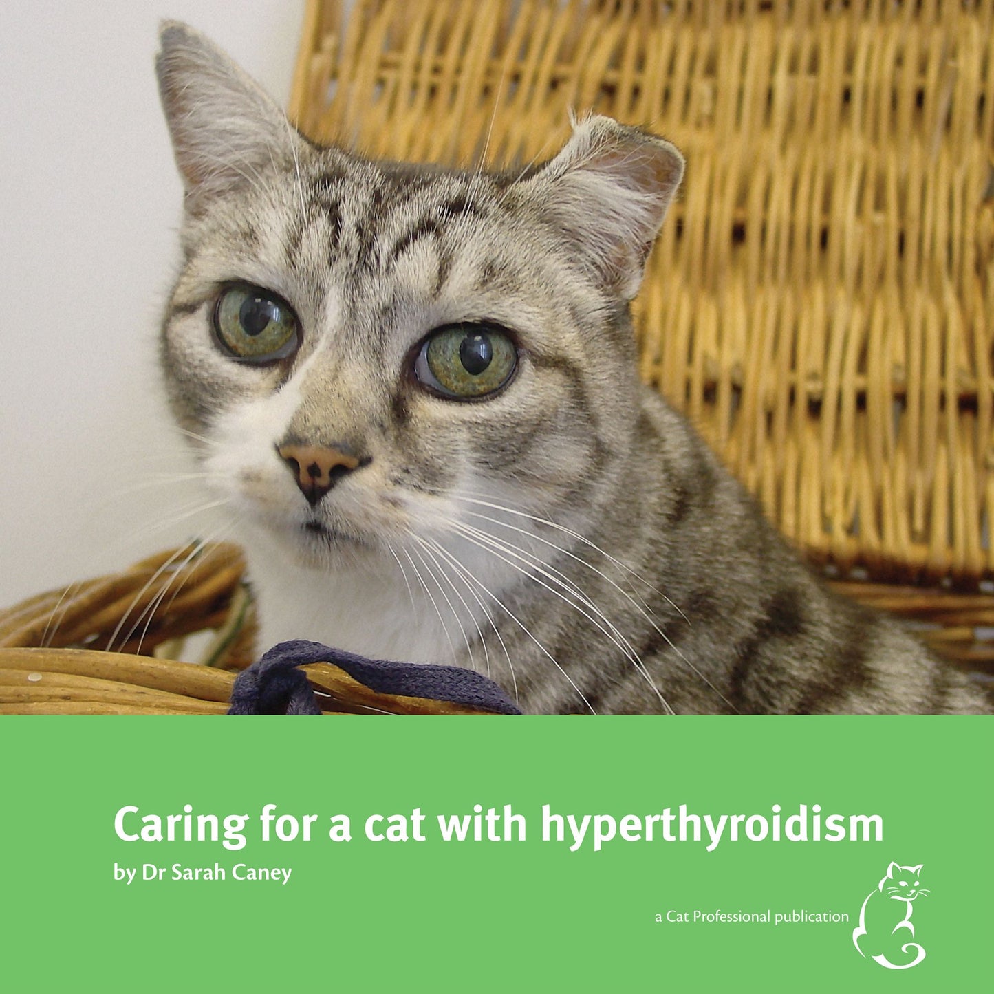 Caring for a cat with hyperthyroidism
