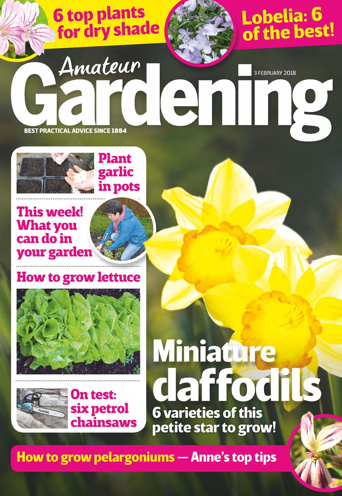 Amateur Gardening - UK edition - annual subscription