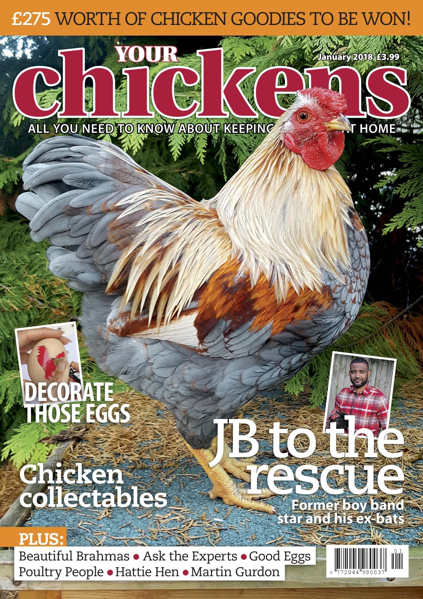 Your Chickens