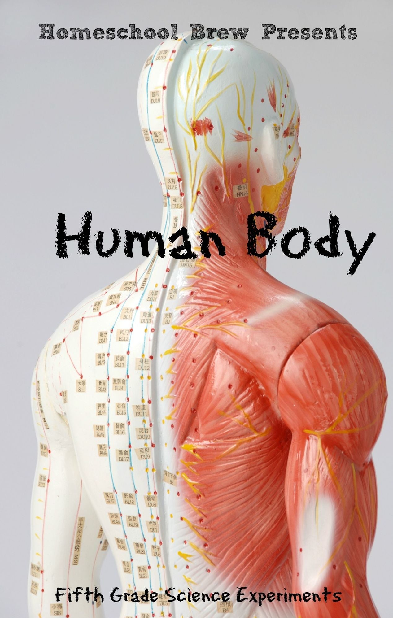 Human Body (Fifth Grade Science Experiments)