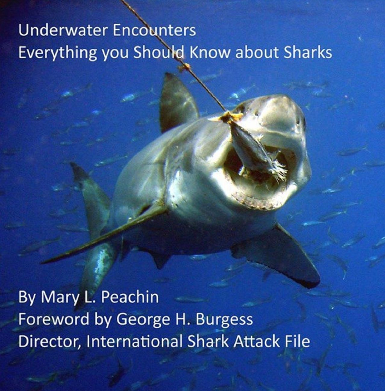 Underwater Encounters: Everything You Should Know About Sharks