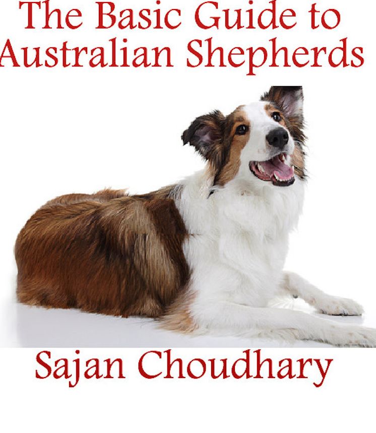The Basic Guide to Australian Shepherds