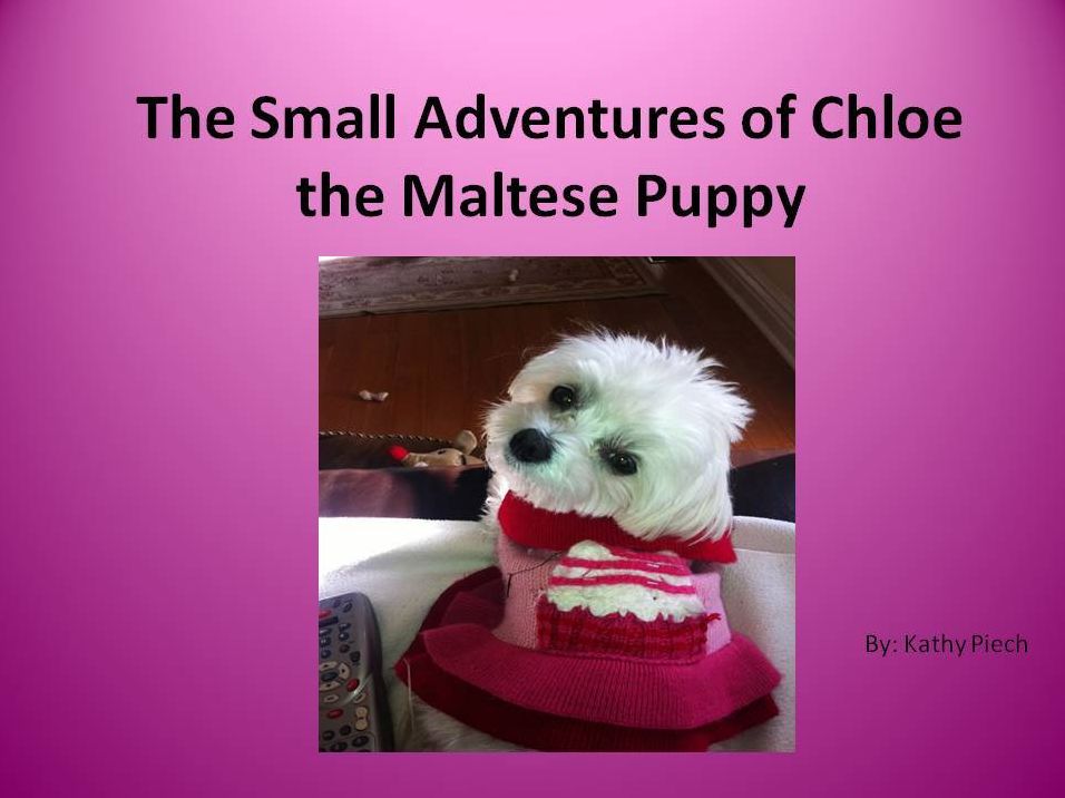 The Small Adventures Of Chloe The Maltese Puppy