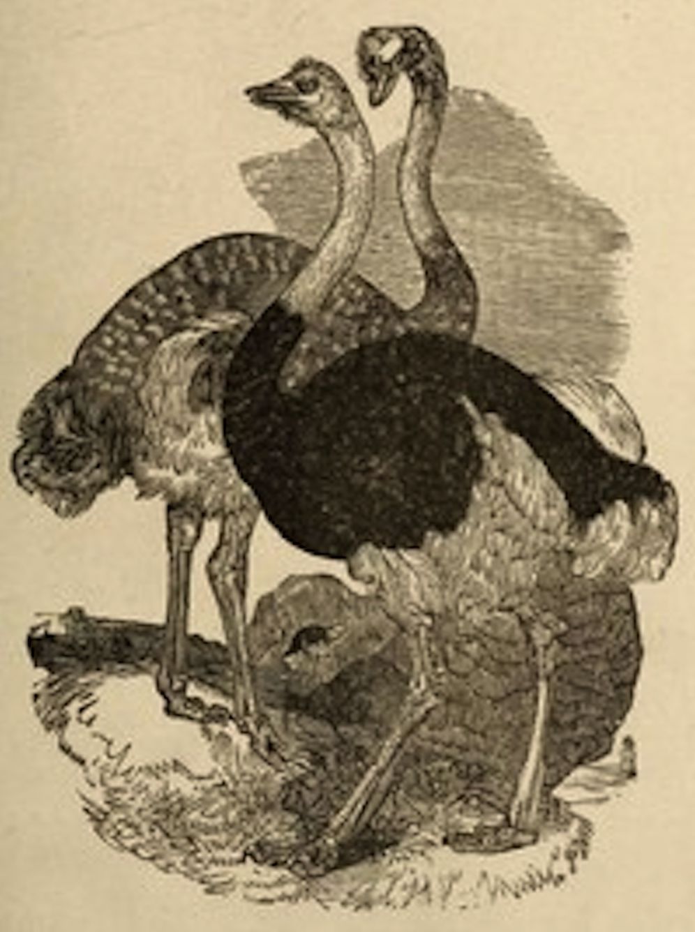 The Practical Ostrich Feather Dyer (Illustrated)