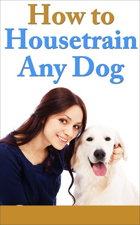 How To Housetrain Any Dog