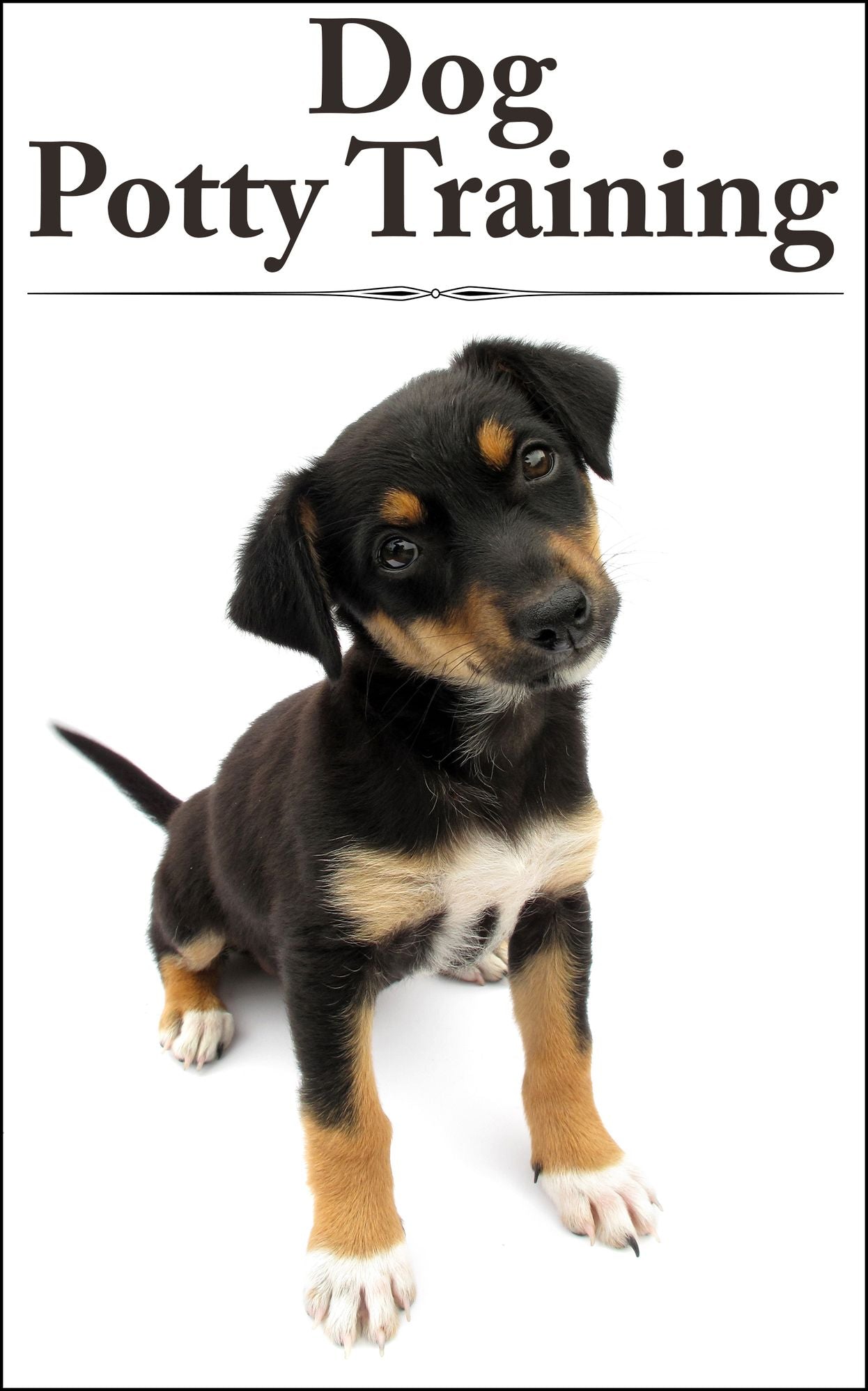 Dog Potty Training: Teaching Your Pup The Right Ways