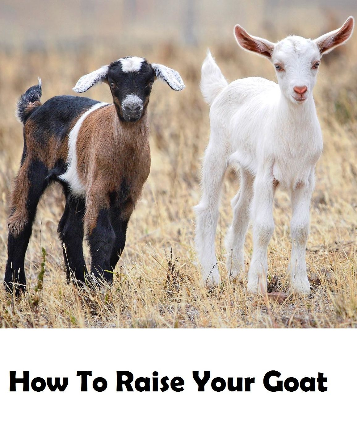Helpful Handbook Ebooks: How to Properly Raise Your own Goat Presented by Resounding Wind Publishing