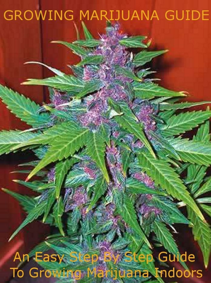 Growing Marijuana Guide: An Easy Step By Step Guide To Growing Marijuana Indoors! (Brand New) AAA+++