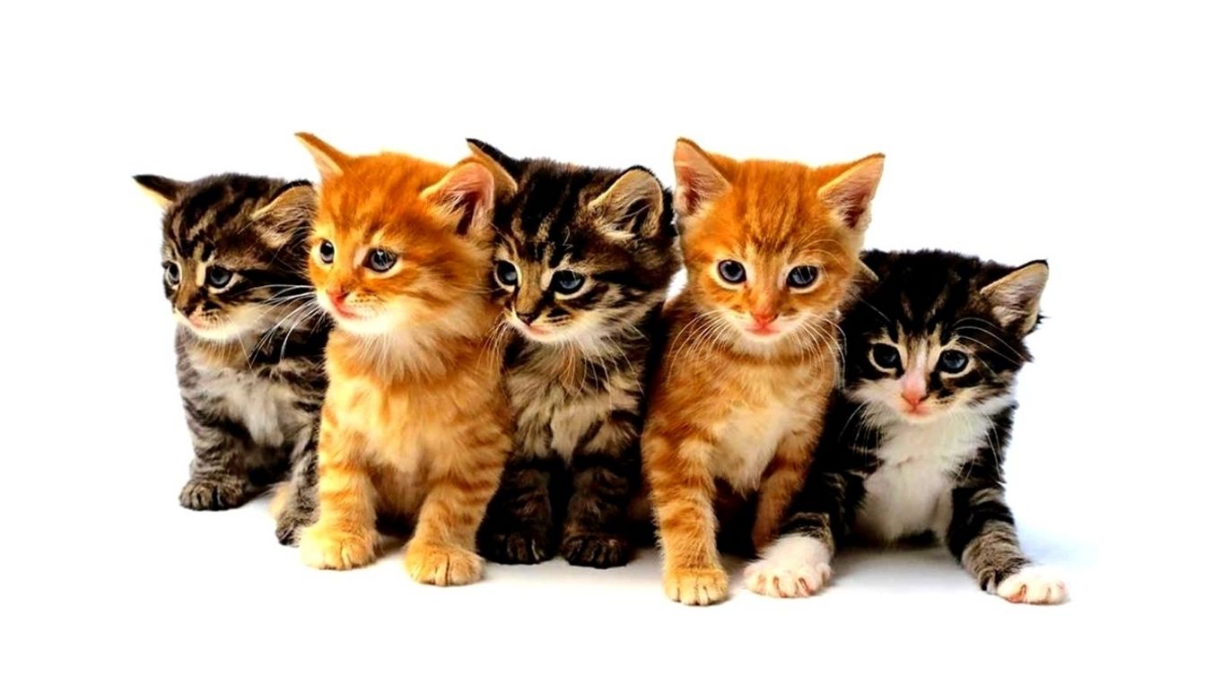 Caring for Your Cat's Design