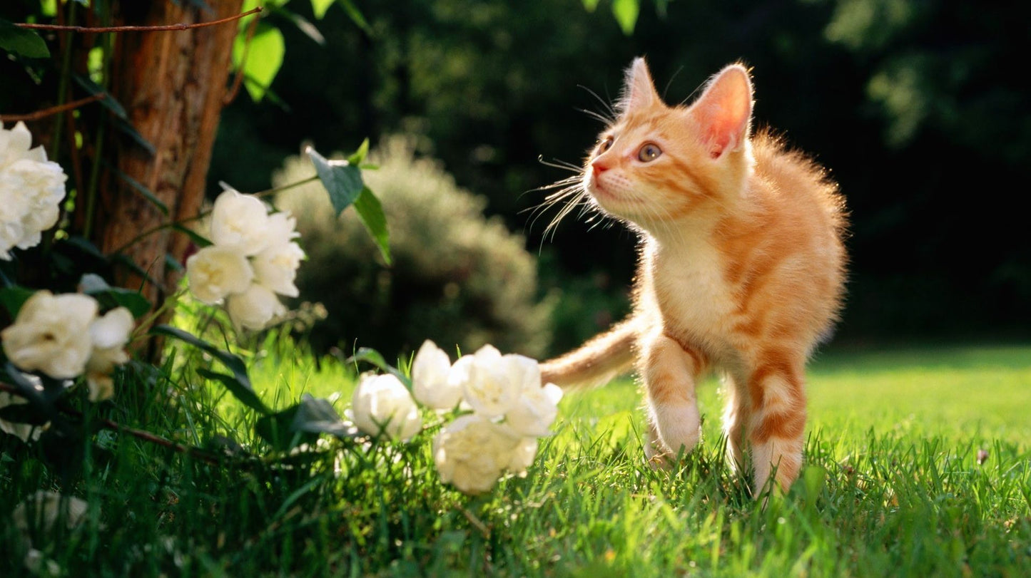 A Cat Named Bear