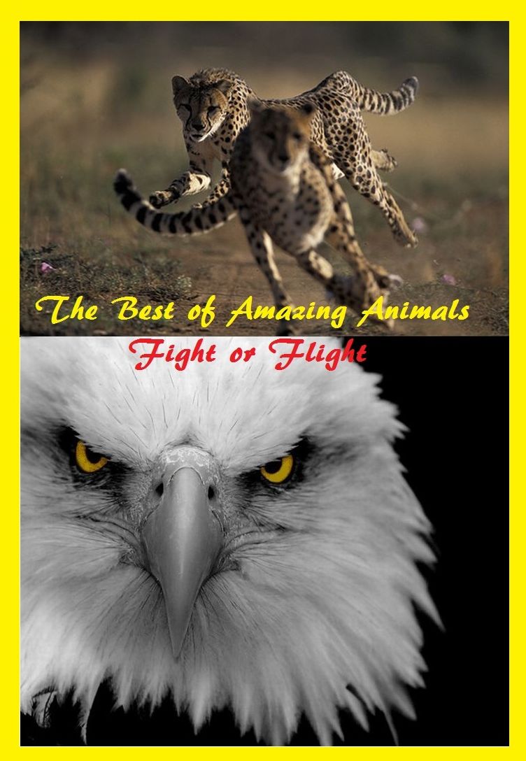 Nature: Best of Amazing Animals Fight or Flight Great for Kids and Adults ( animal, nature, wildlife, animals, ecology, conservation, lion, tiger, bear, mammal, elephant, leopard, cheetah, Presented by Resounding Wind Publishing