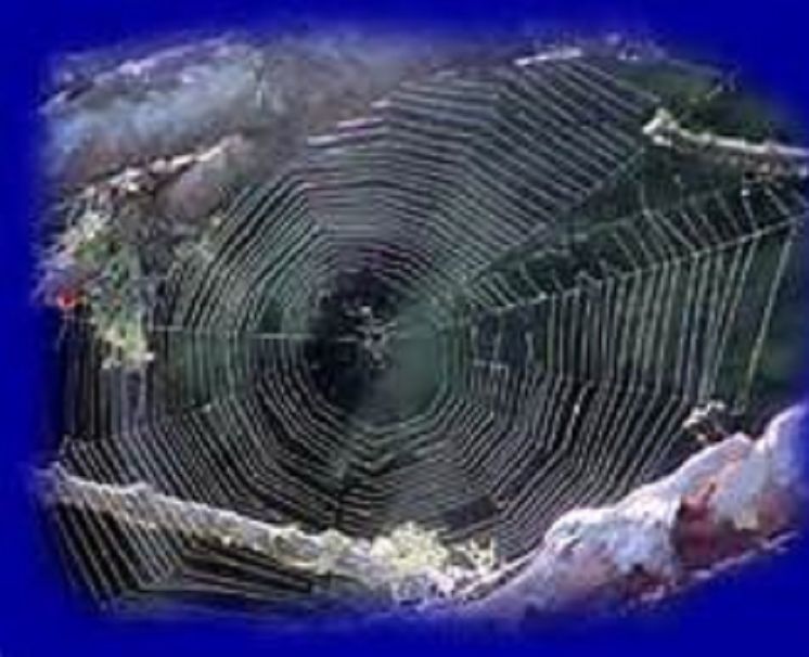 Best Sellers Science & Nature The American Spiders and Their Spinning Work(Annotated) ( spiders , tarantula , sea, creature, sea world, underwater world, horse, wild, forest, beast, animals, elephant, photo, fish, wildlife, ocean, shark, octopus )
