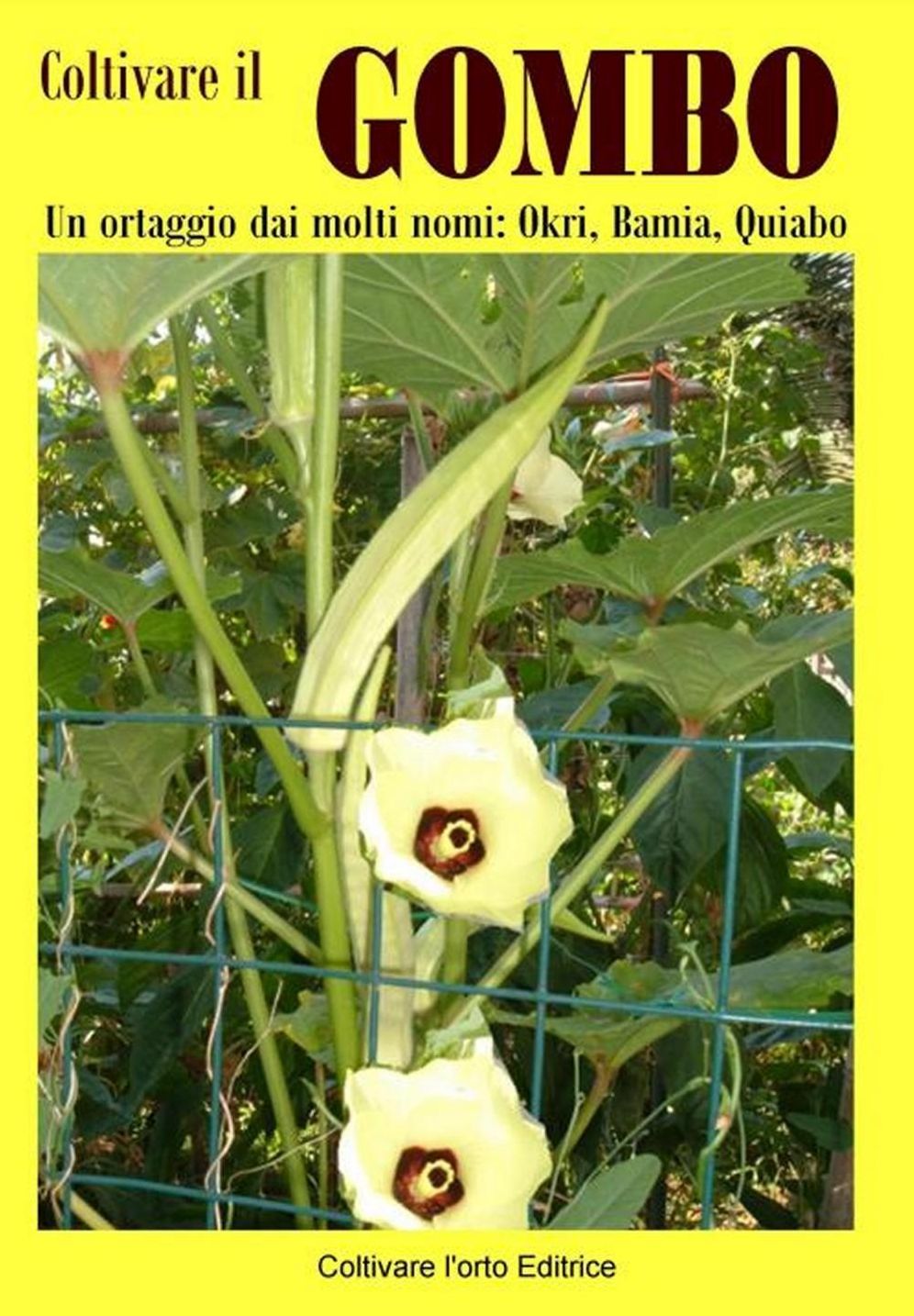 Coltivare il Gombo. Un ortaggio dai molti nomi: Okri, Bamia, Quiabo