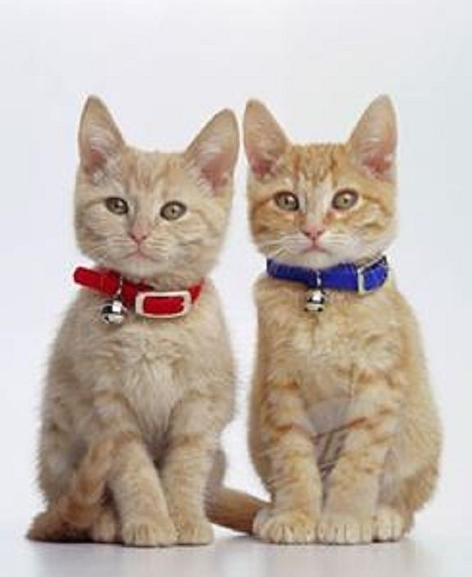 Cats Lives Openation