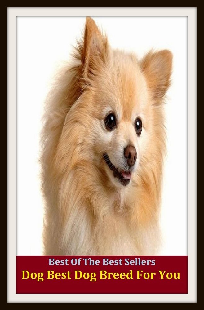 Best of the Best Sellers Dog Best Dog Breed For You ( variety, stock, strain, type, kind, sort, child, offspring, progeny, generation, breed, imp)
