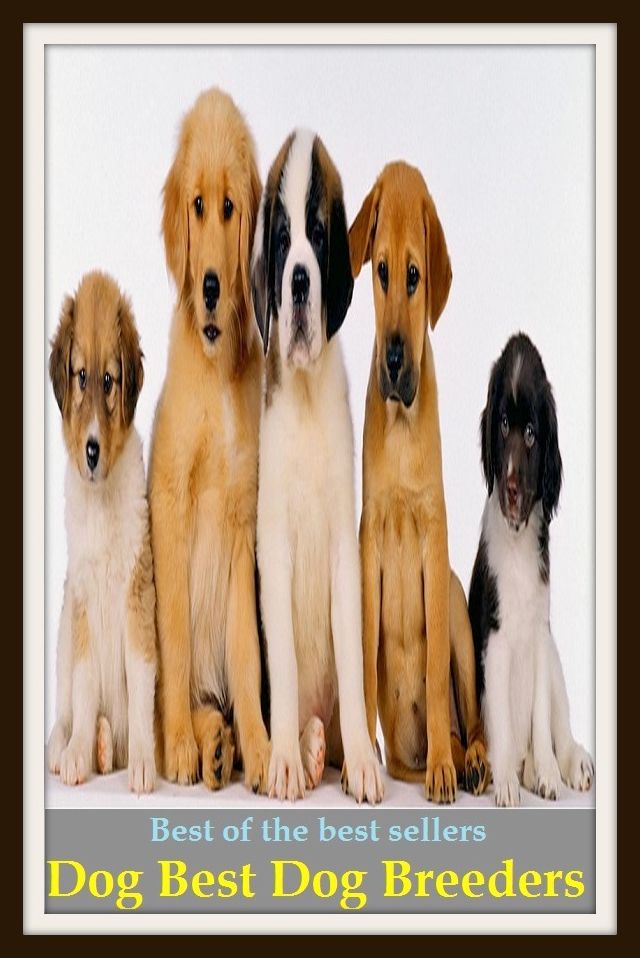 Best of the Best Sellers Dog Best Dog Breeders(child, offspring, progeny, generation, lan, lineage, tribe, race, family)