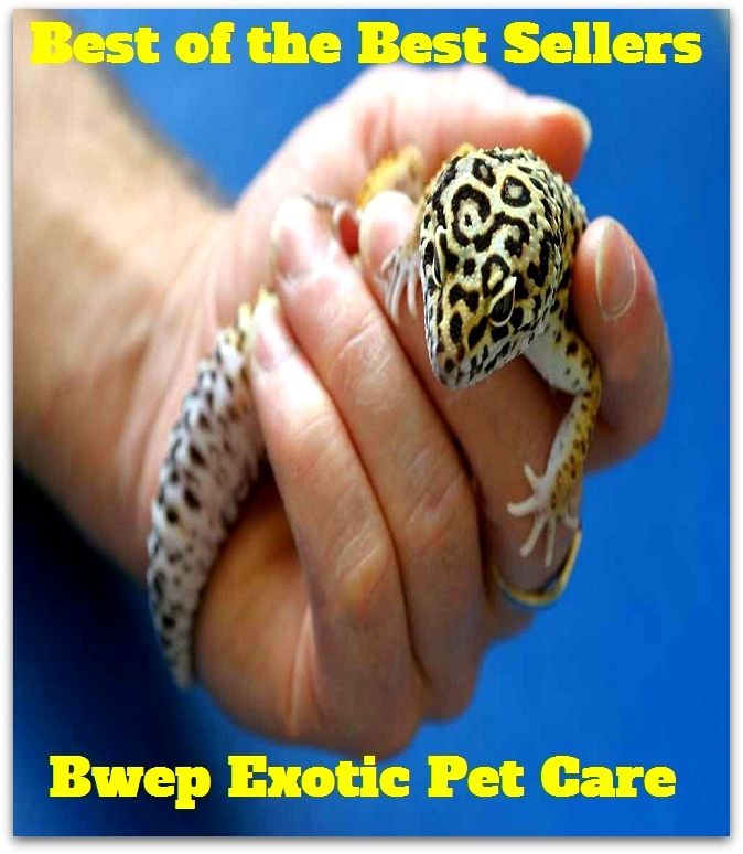 Best of the best sellers Exotic Pet Care ( attempt, endeavor, endeavor, effort, attention, taking care, looking after, charge, anxiety, guardianship )