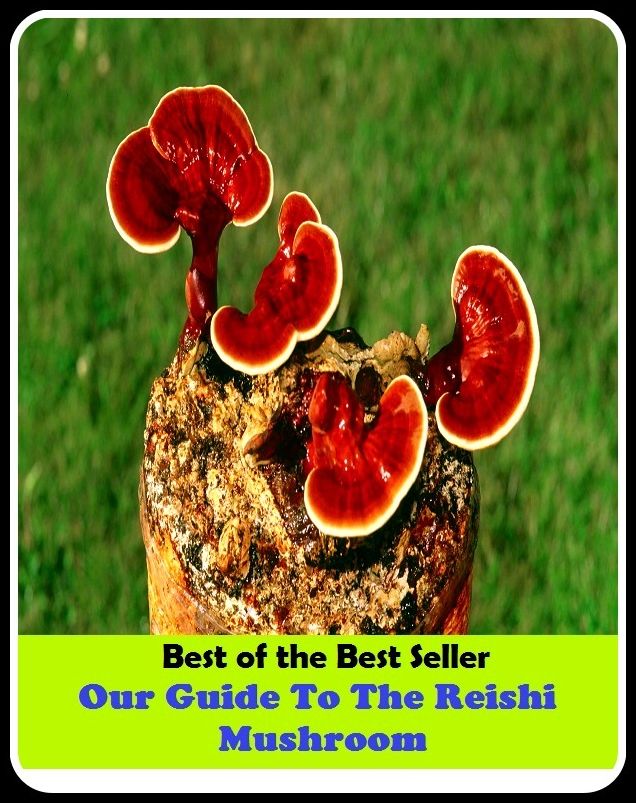 Best of the best seller Our Guide To The Reishi Mushroom(energy,fitness,strength,well-being,bloom,complexion,constitution,euphoria,fettle,form)