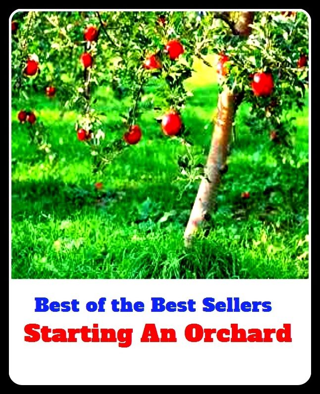 Best of The Best Sellers	Starting An Orchard (plantation, woodlet, grove, garden, plantation, grove, vineyard, fruit garden, coppice, thicket)