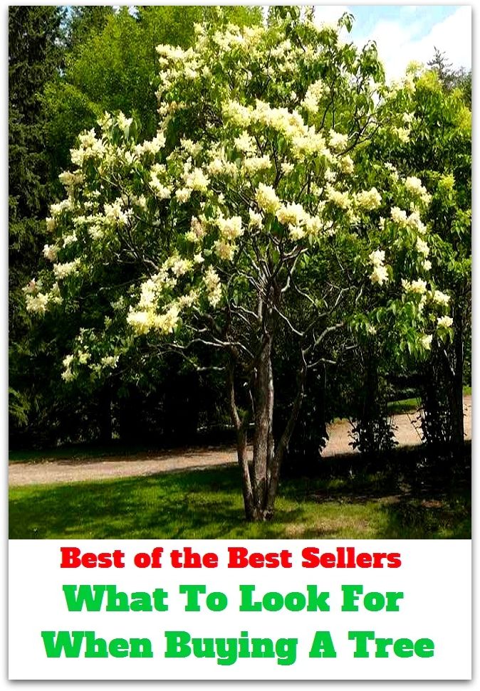 Best of The Best Sellers	What To Look For When Buying A Tree (attention, eye, glance, glimpse, peek, review, stare, view, beholding, case)