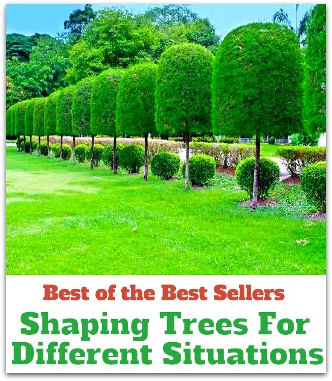 Best of The Best Sellers	Shaping Trees For Different Situations (Forest, sapling, seedling, shrub, timber, wood, hardwood, pulp, softwood, stock)