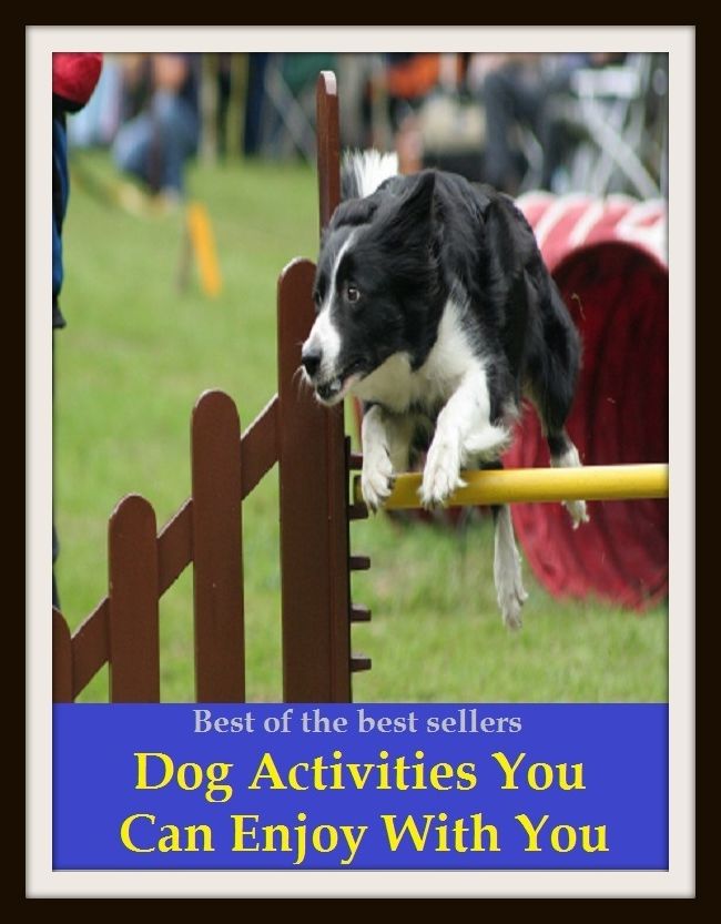 Best of the Best Sellers Dog Dog Activities You Can Enjoy With Your Dog( Dog, hound, canine, mongrel, mutt, cur, pup, puppy, doggy/doggie, pooch, furball, man's best friend )