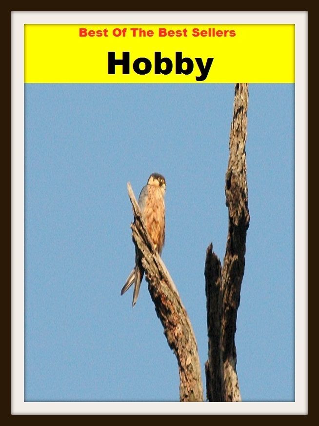 Hobbies: Best Sellers Hobby Books! ( pastime, leisure activity, leisure pursuit, sideline, side interest, diversion, avocation, recreation, entertainment )